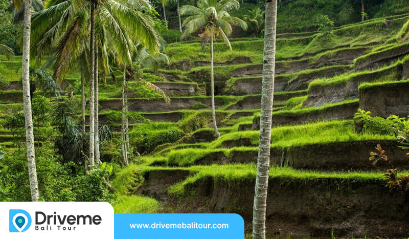 Unveiling Bali’s Hidden Beauty with Driveme Bali Tour