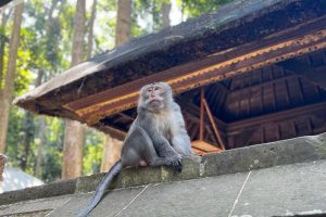 beauty of ubud tour (1)