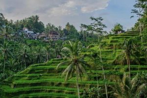 beauty of ubud tour (2)