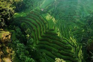 Batur Sunrise Trekking And Nature Tour