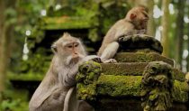 Ubud Monkey Forest With Bali Swing At Tegalalang Rice Terrace