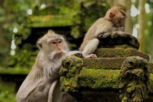 Ubud Monkey Forest With Bali Swing At Tegalalang Rice Terrace