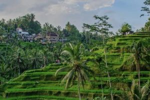 Ubud Monkey Forest With Bali Swing At Tegalalang Rice Terrace 4